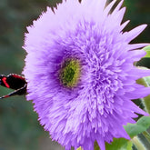 DouxiE rare purple teddy bear sunflower seeds pack for vibrant garden color.