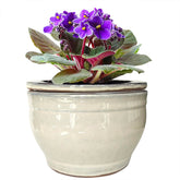 Dphagesy self-watering violet pot in white ceramic with dual-pot design