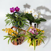 Dranvosk staghorn fern mount basket on a wall for easy soil-free greenery display.