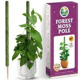 Duspro 42-inch mesh moss pole supporting climbing plants with moisture-rich moss