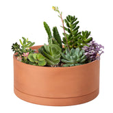 D'vine Dev 10-inch succulent pot with drainage hole supports healthy watering