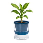 D'vine Dev 4-inch self-watering planter with blue terracotta pot and glass cup for easy indoor growth.