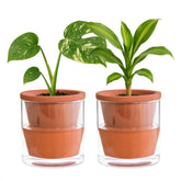 D'vine Dev 4-inch self-watering pot with terracotta and glass cup keeps indoor herbs evenly moist.