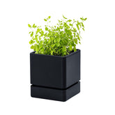 D'vine Dev 4-Inch Herb Planter, front view, ideal for compact windowsill herb gardens.