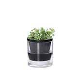 D'vine Dev 4-inch self-watering planter with glass cup for indoor plants