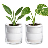 D'vine Dev 4-inch self-watering terracotta pot with glass reservoir on a desk.