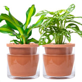 D'vine Dev 6-inch self-watering pot with terracotta and glass reservoir for indoor plants
