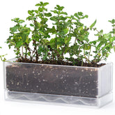 D'vine Dev window box planter on a sunny sill for herbs.