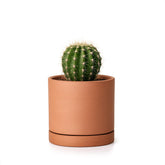 D'vine Dev x-small terracotta pot with drain hole for small indoor plants.