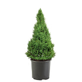 Dwarf Alberta Spruce cone-shaped shrub in 1-gallon pot for year-round container displays.