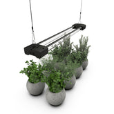 DYMOND BoostGro LED grow light delivering full spectrum illumination for indoor plants