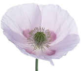 Earthcare Seeds Giant Poppy Giganteum bloom with dramatic large petals.