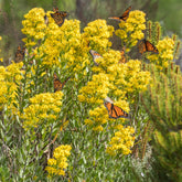 Earthcare Seeds Goldenrod Showy bloom in a garden landscape, attracting pollinators.