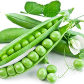 Earthcare Seeds Little Marvel peas closeup of 3-inch pods ready to eat.
