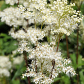 Earthcare Seeds Meadowsweet with delicate white blooms brightening borders and attracting bees.