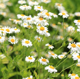 Earthcare Seeds Pyrethrum Daisy bloom in a sunny border attracting pollinators