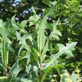 Earthcare Seeds wild lettuce basal rosette—early year-one growth for self-seeding vigor.