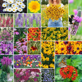 Eden Brothers all perennial wildflower mix seeds in bag for pollinator gardens