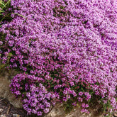 Eden Brothers Creeping Thyme seeds pack ready for easy spring planting.