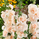 Eden Brothers Majorette Double Champagne hollyhocks — closeup blooms for lush border color.