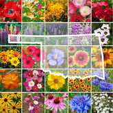 Eden Brothers Oklahoma Wildflower Mix seeds in a bottle, ready for spring planting and pollinators.