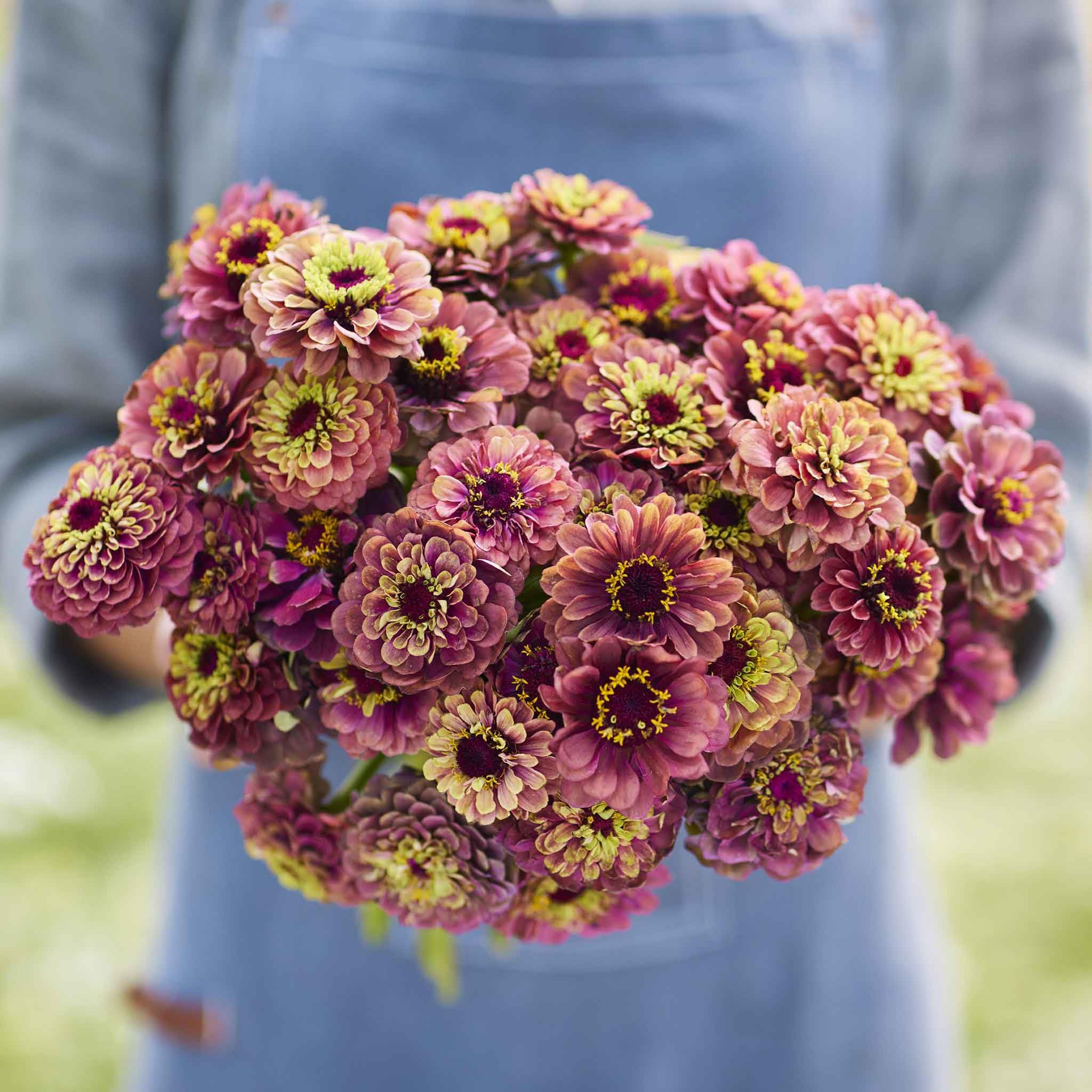 Queen Lime Red zinnia seed pack by Eden Brothers for vibrant color in spring borders.