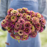 Queen Lime Red zinnia seed pack by Eden Brothers for vibrant color in spring borders.