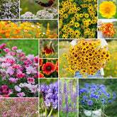 Eden Brothers wildflower seeds pack for spring planting.