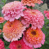Eden Brothers Cupcakes Pink Mix seeds in packaging, ready for spring planting.