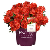 Encore Azalea Autumn Bravo red blooms brighten curb appeal.