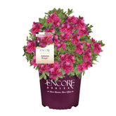 Encore Azalea Autumn Rouge foliage for year-round garden color