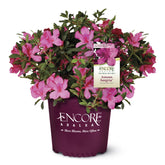 Encore Azalea Autumn Sangria bloom closeup with vibrant pink petals and evergreen foliage for striking color.
