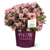Encore Azalea Autumn Sunburst bloom closeup showcases coral pink petals with white edges for vibrant spring color.