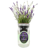 Environet lavender hydroponic kit in a mason jar for easy self-watering herb gardening