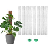 EOX 8-piece moss pole for Monstera climbing supports vertical growth.