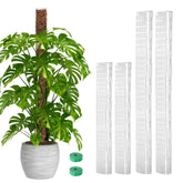 EOX 24in D-shaped moss pole supports Monstera climbing neatly.