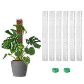EOX 24-inch D-shape moss pole supports Monstera climbing upward.