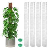 EOX moss pole 36-inch D-shaped in pot supports vertical growth for Monstera