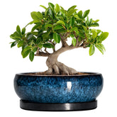 EPFamily bonsai pot ceramic blue glaze for elegant indoor display and drainage
