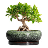 EPFamily 8-inch bonsai pot with drainage for healthy roots
