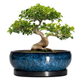 EPFamily Bonsai Pots in blue glaze showcase a durable ceramic finish for indoor and outdoor use.