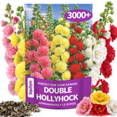 EquSym 3000+ hollyhock seeds bulk pack for filling fence lines with color.