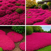 EquSym 30,000 tiny red creeping thyme seeds bulk bag; ideal for wide ground coverage.