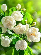 EquSym climbing jasmine seeds pack ready to plant for a balcony garden