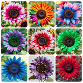 Exotic Sunflower Seeds with large bloom heads for dramatic garden borders