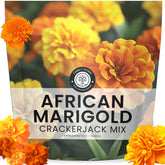 Family Sown African Marigold Crackerjack seed packet highlighting 10,000 seeds for easy garden planting.
