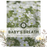Family Sown Baby's Breath seeds provide broad bed coverage for airy blooms.