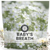 Family Sown Baby's Breath seeds pack ready for planting in beds.