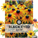 FAMILY SOWN Black Eyed Susan envelope seeds ready for border planting to create color