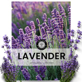 Family Sown Lavender seeds closeup—high viability for vibrant garden borders.
